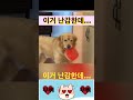 이거 난감한데? #강아지 #유머 #강아지쇼츠 #강아지일상