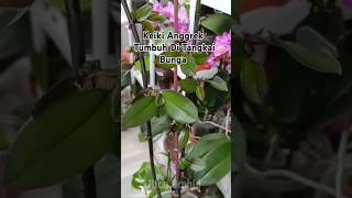 Moon Orchid Keiki Grows A Lot