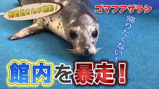 ゴマフアザラシの赤ちゃん 水族館で大暴れ！