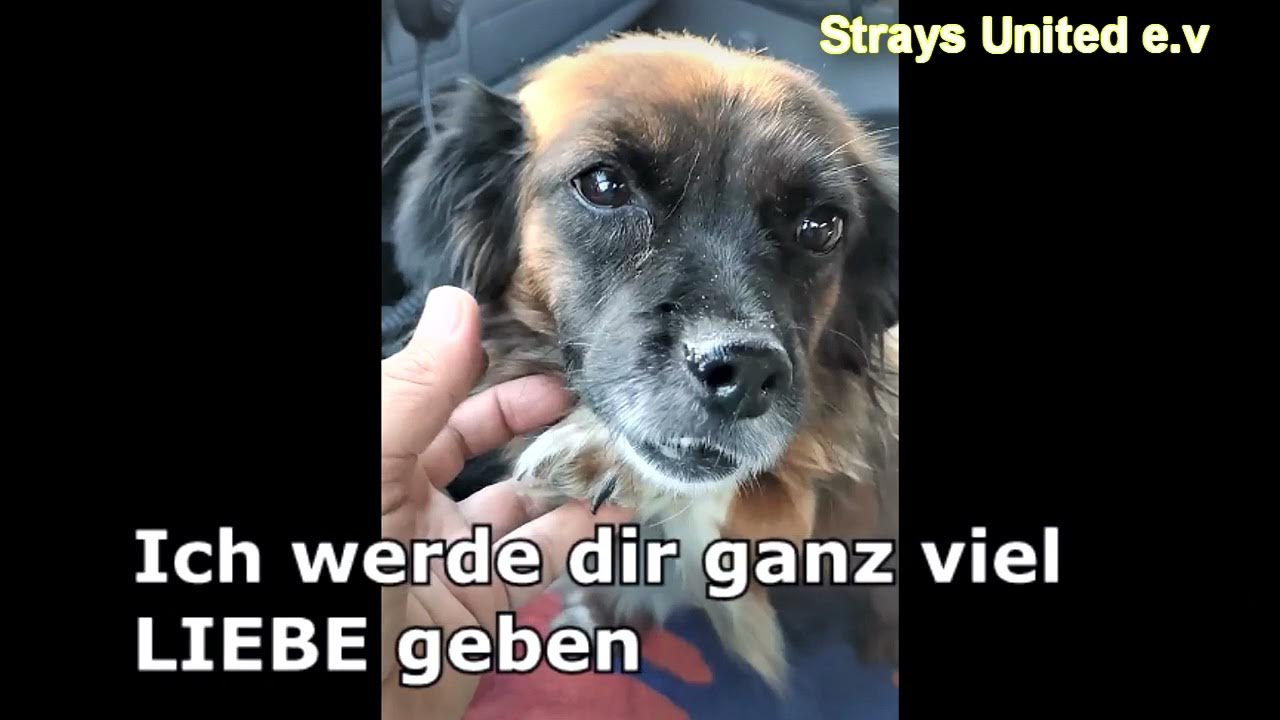 Yuki Süßer Hund aus Rumänien sucht ein Zuhause Strays United e.v Tierschutzverein YouTube