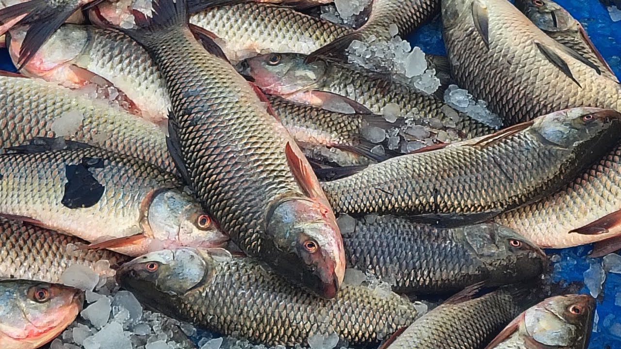 Expert Techniques: How to Clean, Pack, and Preserve Rohu Carp in Ice for Long-Lasting Freshness