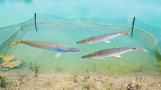 Putting My Pet Alligator Gar in Their New Pond!