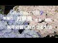 初めてのガーデニング‼️島根県紫陽花　万華鏡　美雲　銀河　を来年綺麗咲かせる方法‼️母の日にもらった紫陽花万華鏡どうする？