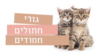 גורי חתולים חמודים | חתולים לילדים | גורים | חתולים | cute cats