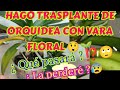 HAGO TRASPLANTE DE ORQUÍDEA CON VARA FLORAL,😲🌱 ¿ Qué pasará? 🙄¿La perderé?⁉️😰