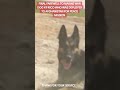 #wardog #k9 #dog #police #retirement #k9handler #usarmy