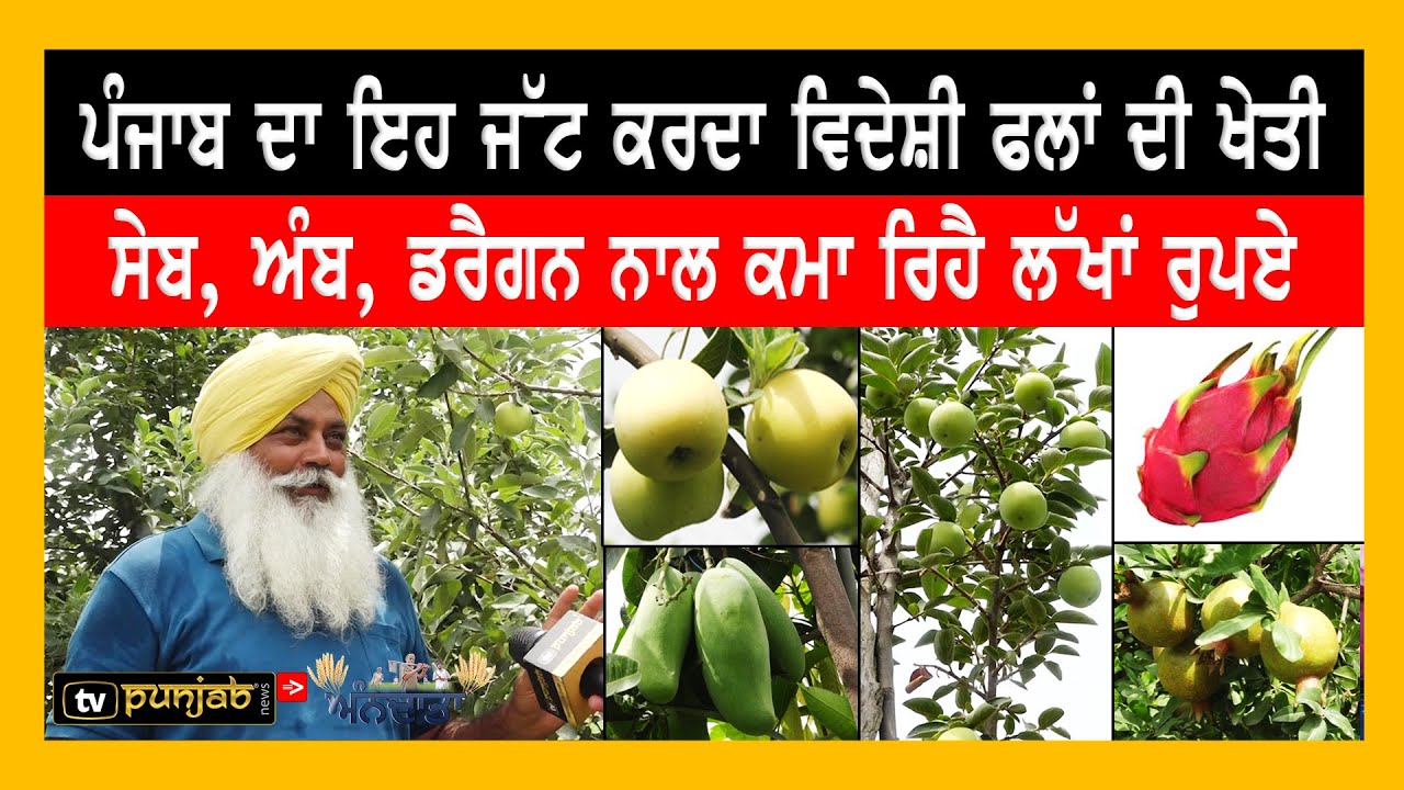 Punjab ਦਾ ਇਹ ਜੱਟ ਕਰਦਾ ਵਿਦੇਸ਼ੀ ਫਲਾਂ ਦੀ ਖੇਤੀ, Apple, Mango, Dragon Fruit ਨਾਲ ਕਮਾ ਰਿਹੈ ਲੱਖਾਂ ਰੁਪਏ
