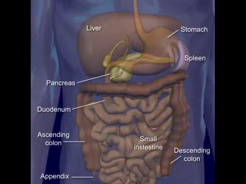 Vein Circulation 