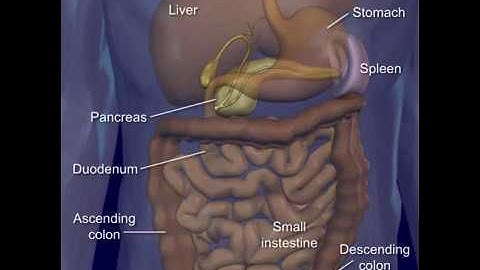 Vein Circulation "Hepatic Portal Circulation" Liver Blood Flow