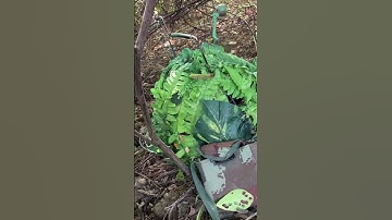 Bẫy chim quốc, bằng chim mái mồi kẹp loa