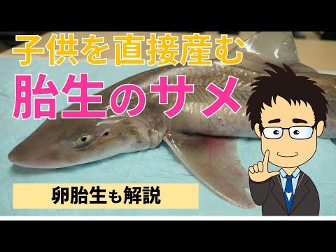 サメは胎生なの？卵胎生って何？赤ちゃんを直接産むサメについて簡単解説！