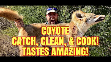 What to do after killing a coyote?