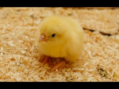 წიწილები ბაქტერიაზე