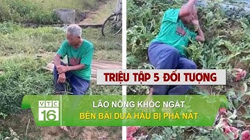 Lão nông khóc ngất bên bãi dưa hấu bị phá nát, triệu tập nhiều đối tượng liên quan | VTC16