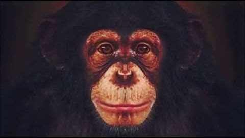 random chimp event public service announcement