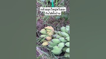 กล้วยลูกใหญ่มาก หวีเยอะ กินกันได้ทั้งบ้าน 🍌🍌🍌#โคกหนองนา #เกษตรอินทรีย์ #กล้วยน้ำว้า