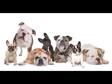 Video: En Akıllı 100 Köpek Irkının Listesi