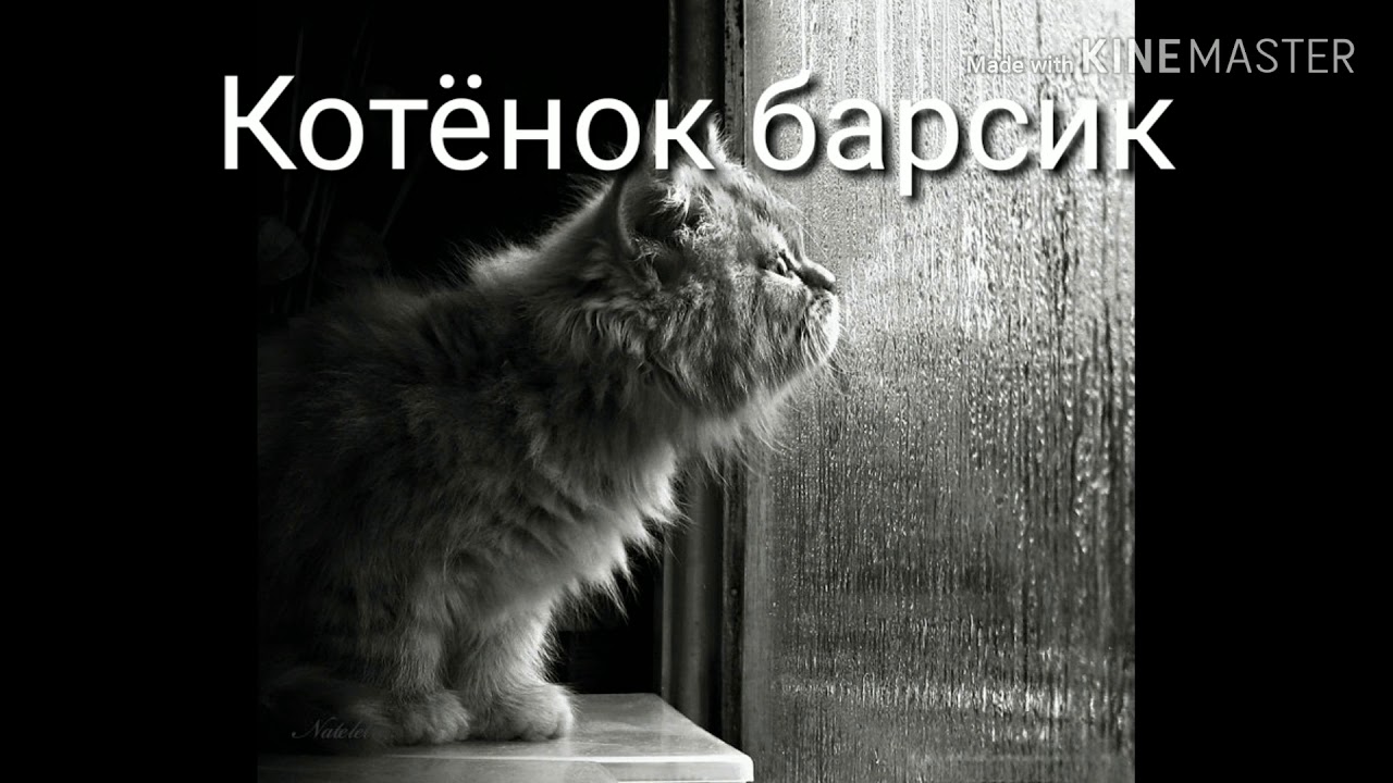 Долго ждали дождь. Кот и дождь. Одинокий кот. Дождь за окном кот. Котенок грустит.