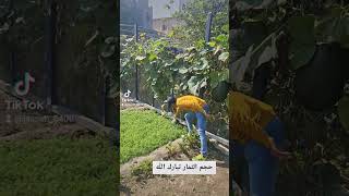 ثمار القرع بحجم كبير البحرين زراعة agriculture الخليج_العربي