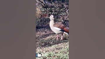 أحاديث دينية #قرآن كريم