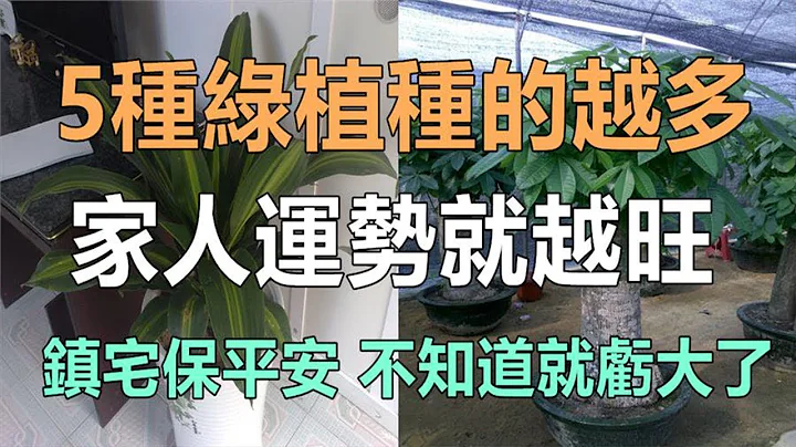 5种绿色植物，家里放的越多，你家人运势就越旺，位置要放对哦！ - 天天要闻