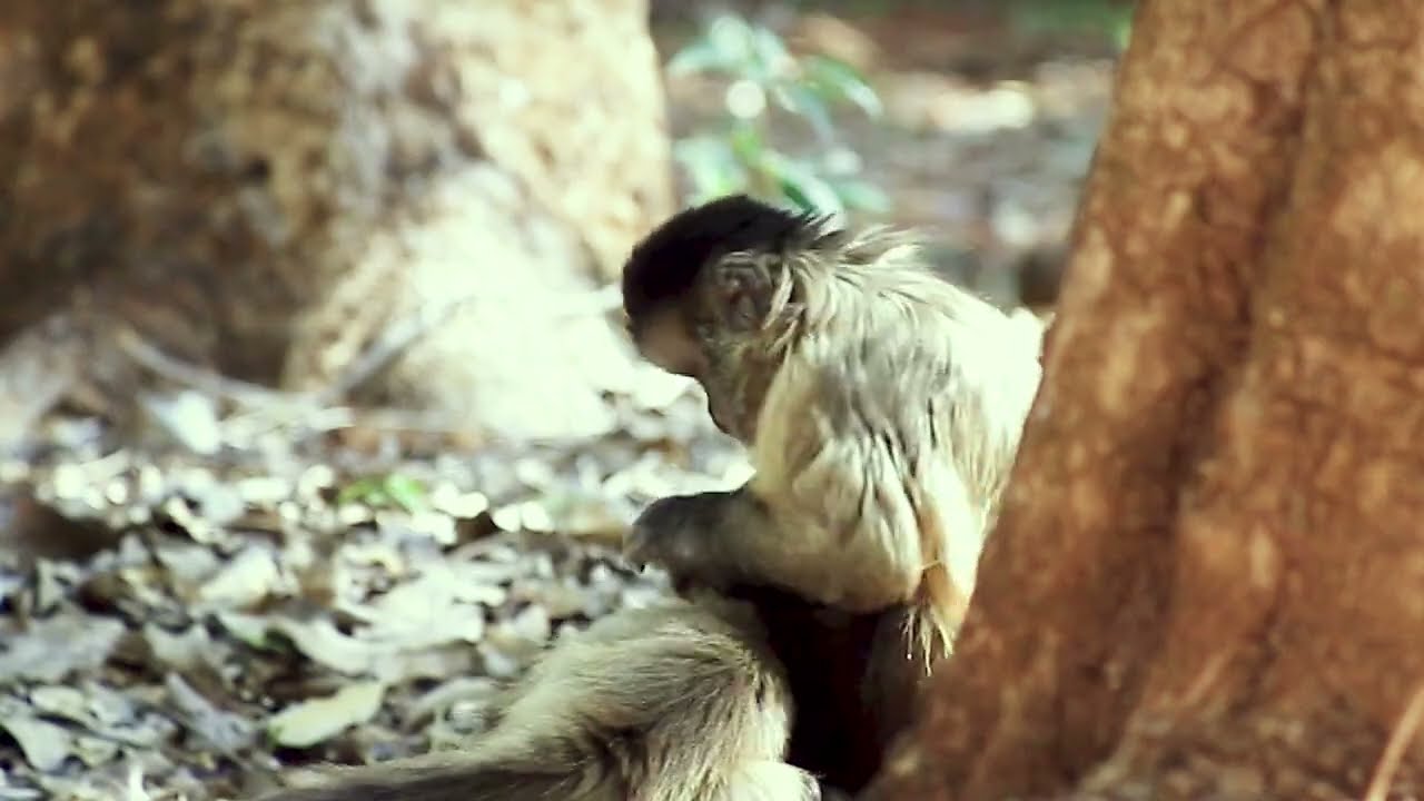 Macaco-prego participa de aula em faculdade e viraliza na web; vídeo