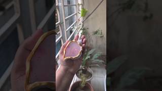 🐚🐚🐚#diy #craft #gypsum #seashell #viral #shorts #reels