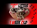 "O" LITTER: 1 WEEK OLD (SIBERIAN HUSKY)