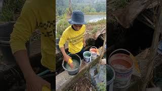 pengocoran untuk tanaman cabai rawit absolute masa generatif #cabairawit #edukasi #pertanian #fypシ