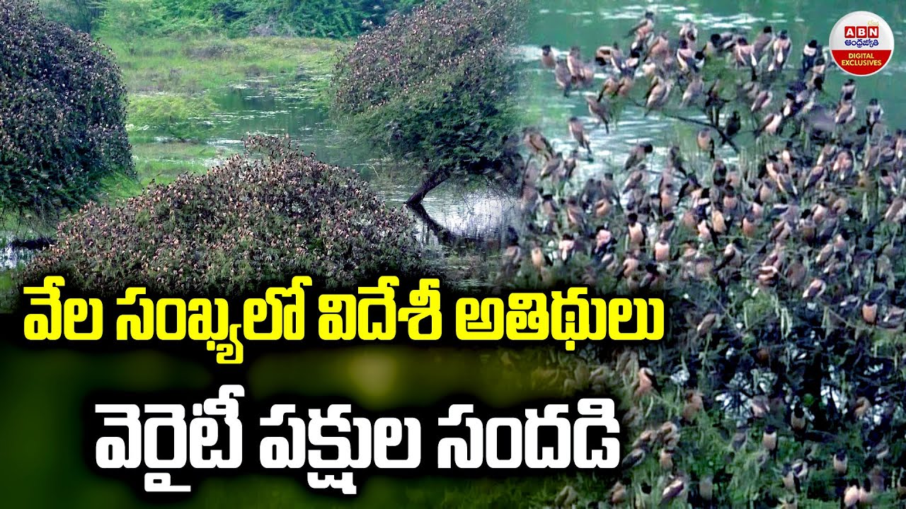 వెరైటీ పక్షుల సందడి | Beautiful Flock of Rosy Starling in Tamil Nadu’s Perungulam | ABN Digital