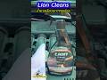 Lion Cleans น้ำยาเคลือบภายในรถ เคลือบคอนโซล เบาะรถ #LionCleans #น้ำยาเคลือบภายในรถ #เคลือบคอนโซล