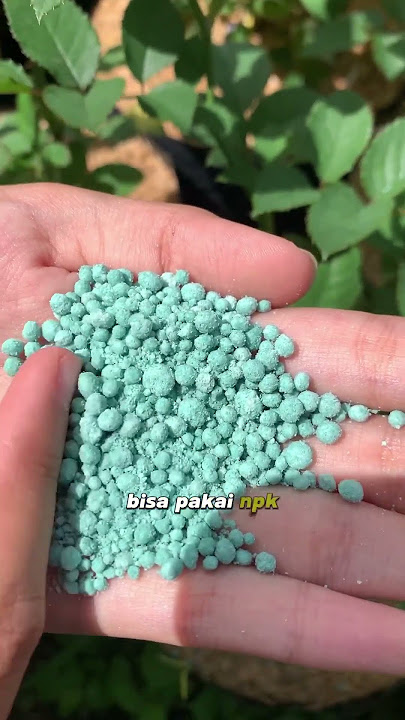 Cara kasih pupuk bunga mawar yang tepat #tips #fertilizer #rose #flowers #care #mawar