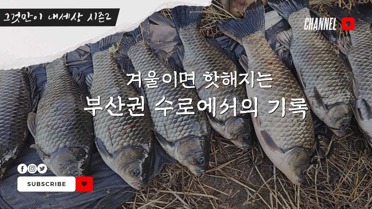 FTV 그것만이 내세상 시즌2 - 경상남도 부산 : 겨울이 되면 핫해지는 수로에서의 낚시 기록! 