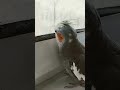 Bird And Rain هلندی Cockatiel Cuteanimals Cuteanimals عروس Parrot Parrot
