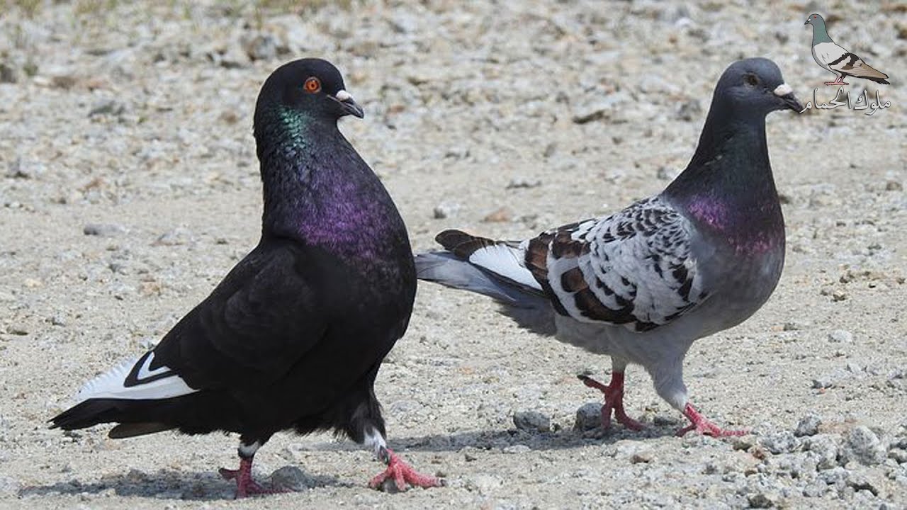 صوت الحمام الذي يجعل الذكر لا يترك الأنثى