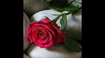 { أفلا ينظرون إلى الأبل كيف خلقت } سورة الغاشيه عبدالرحمن مسعد #ارح_قلبك #قران_كريم