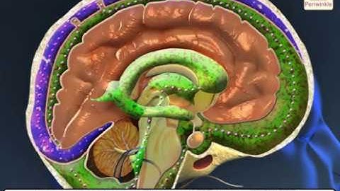 Organ Systems | Environmental Studies | Grade 5 | Periwinkle
