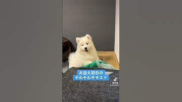 お迎え初日のサモエドパピーがかわいすぎる #サモエド #パピー #いぬのいる暮らし #もふもふ #もふもふ犬 #大型犬 #大型犬子犬 #サモエドスマイル #サモエド好きと繋がりたい