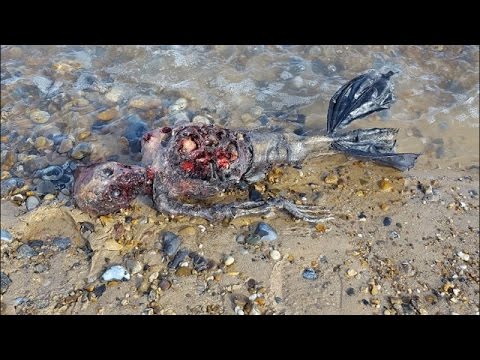 Vídeo: El Cadáver En Descomposición De Una Sirena Fue Arrojado A Una Playa Británica - Vista Alternativa