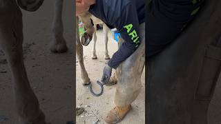 The Smell Of This 😳 #Farrier #Horse #Asmr #Satisfying #Oddlysatisfying #Shortswithcamilla #Horses