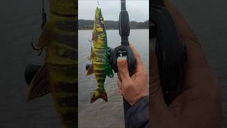 Hard Pike 260 #lucio #pesca #pescar #pescadelucio #fish #pikefishing #brochet