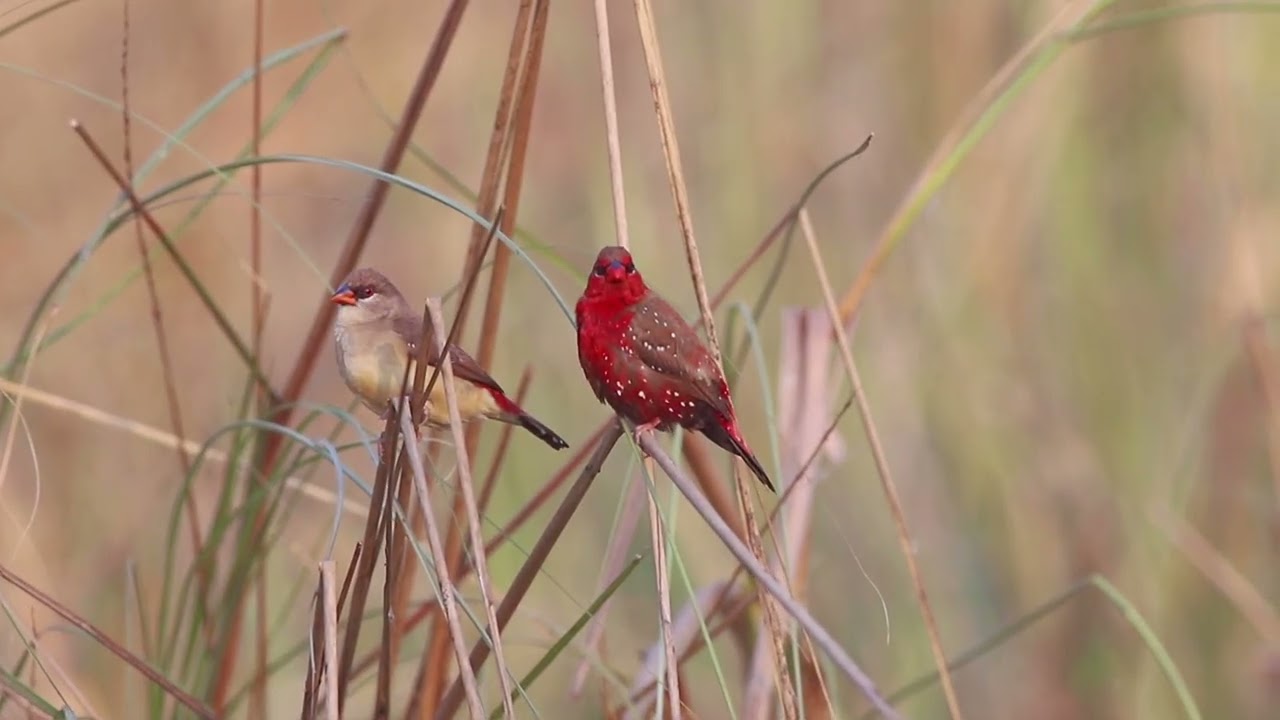 Red Munia Preening