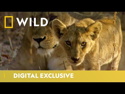 Lions and Baboons