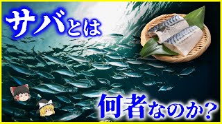 【ゆっくり解説】時速60キロ…「鯖（サバ）」とは何者なのか？を解説/サバ科の中で進化した“生態的ニッチ”！？古代の漁法から鯖街道まで日本人と深いかかわりのサバ