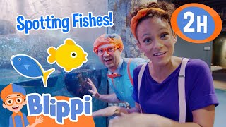 Fish Spotting with Blippi! | Blippi | Animals for Kids | Educational Videos | Learn about Animals