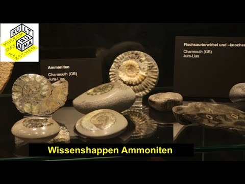 Video: Warum ist der Ammonit ausgestorben?