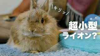 超小型のライオンを発見したのでモチモチしてみたNo.73