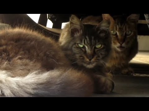 [野良猫]車の下に仲良く隠れてる2匹の猫が可愛すぎる！[straycat]The two cats hiding happily under the car are so cute!