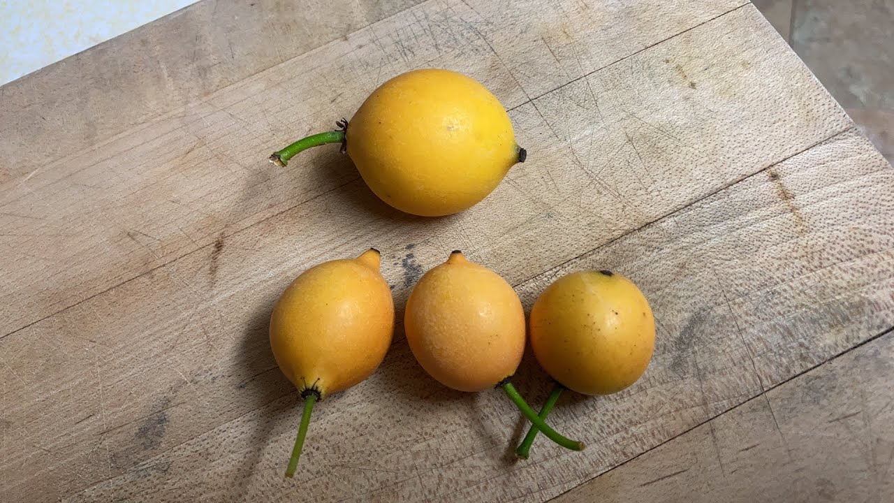 Clearing up Garcinia Confusion (gardneriana, brasiliensis, intermedia) Bacupari - Lemon Drop