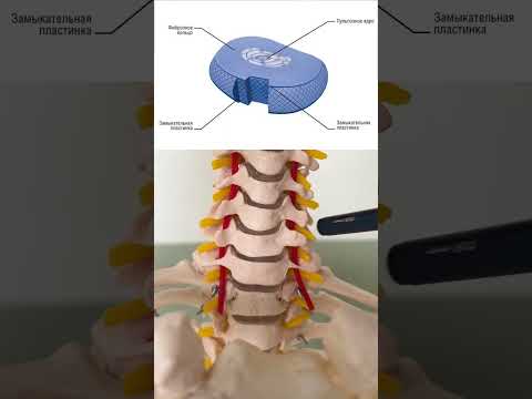 Анатомия шеи за 1 минуту! Строение шейного отдела позвоночника. #позвоночник #спина #анатомия